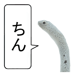 Talking spotted garden eel