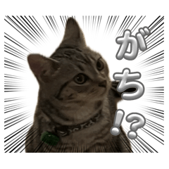 nemusan_20240825081118