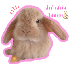 Bunny bunny_20240825163300