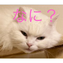 nekoinu_20240825121429