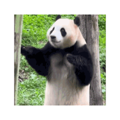 耶啵生物