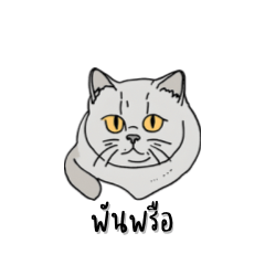 British Shorthair Cat: Speak Southern