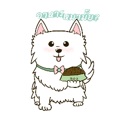 Milky Samoyed Dog