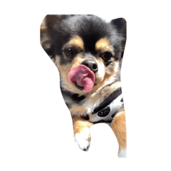 black chihuahua stampy