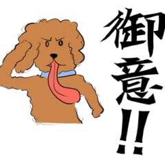 Calligraphy with Funny toy poodle