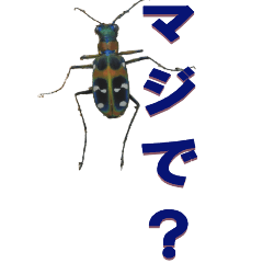 From tiger beetle-BIG