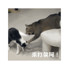 奇異果綠茶棉花糖貓