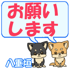 Yaegaki's letters Chihuahua2