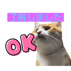 lovely t_20240827014722