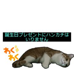 lovely t_20240827010547