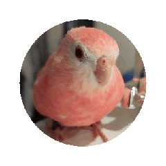 Money is a pink bird