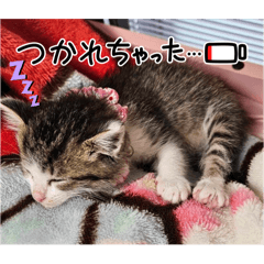 子猫のイヴちゃんスタンプ