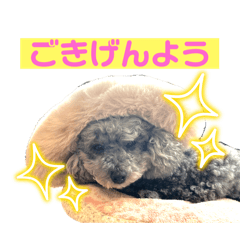 ruff ruff ! Cute dog CHIMAKI chan