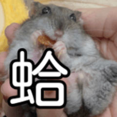 hamster square 2