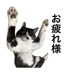 achi_20240826212218