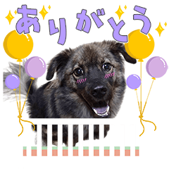 おもしろ三姉弟のあいさつスタンプ