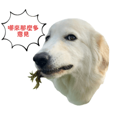 CHURRO A BAD BAD DOG Part 2