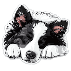 BoBorder collie