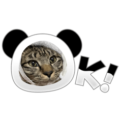 ymeee.m_20240829010503