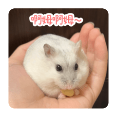 可愛小胖麻糬3