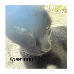 Nong yada_20240829194431