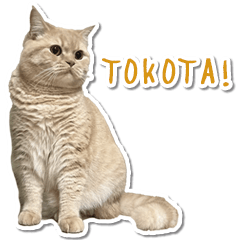 TOKOTA