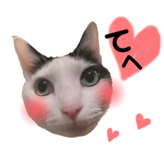 ねこに癒される毎日