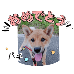 柴犬ゴンスケ