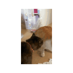 藤沢に住んでます