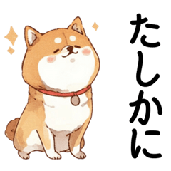 A Shiba Inu that responds quickly