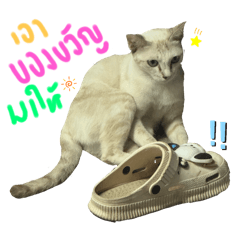 Phattharanan_20240830124140