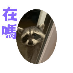 Badodo raccoon