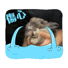 可愛兔博士（動動）