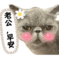 QQ扁臉喵仔老婆對老公的喵喵語