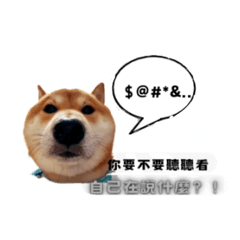 柴犬咪零的日常語錄