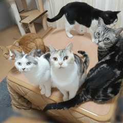 Sakamoto's cats