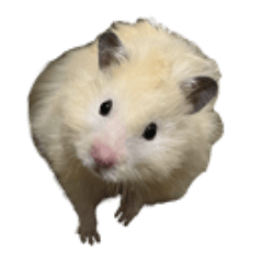 かわいい米丸（こめまる）生活