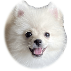 white Pomeranian Moa