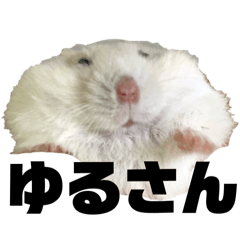 POKUCHAN's_hamster_Lemon