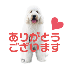 Golden Doodle_Fofo