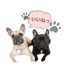 French bulldogs from Japan