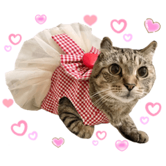 Hana LOVE Cat Angel -Max Heart-