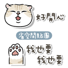 oba cat 5 - light cream tabby cat