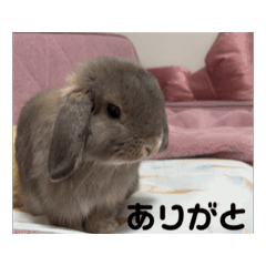 monaka_rabbit