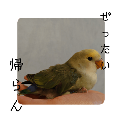 sayuri_20240831210111