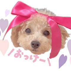 toypoodle_hana_chan