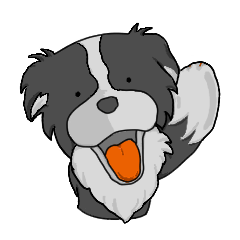 Boda, a cute border collie dog