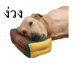 Katank Dog_20240901231326