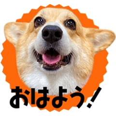 Yuzu the Welsh Corgi