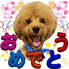 We love LOVELY Poodle ! 2